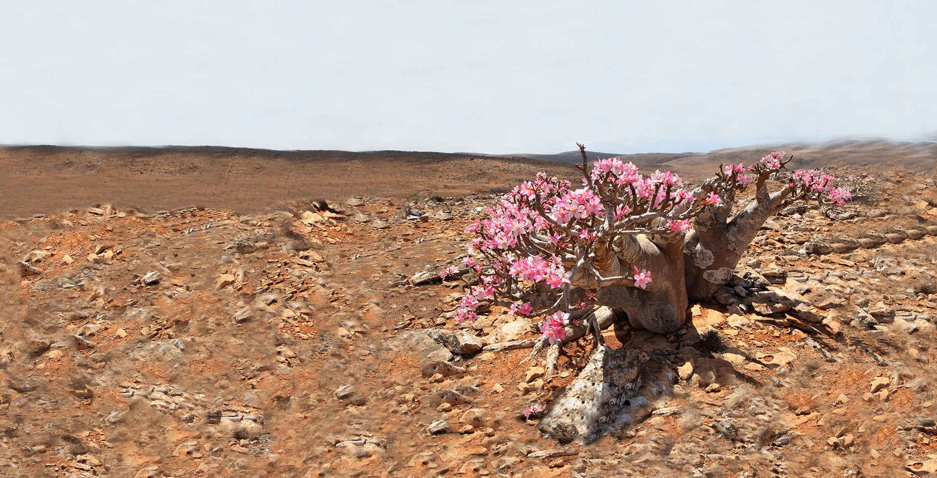 Blossoms in the desert– AfricaGrow: Investing in African private equity growth funds and seed/venture capital funds.