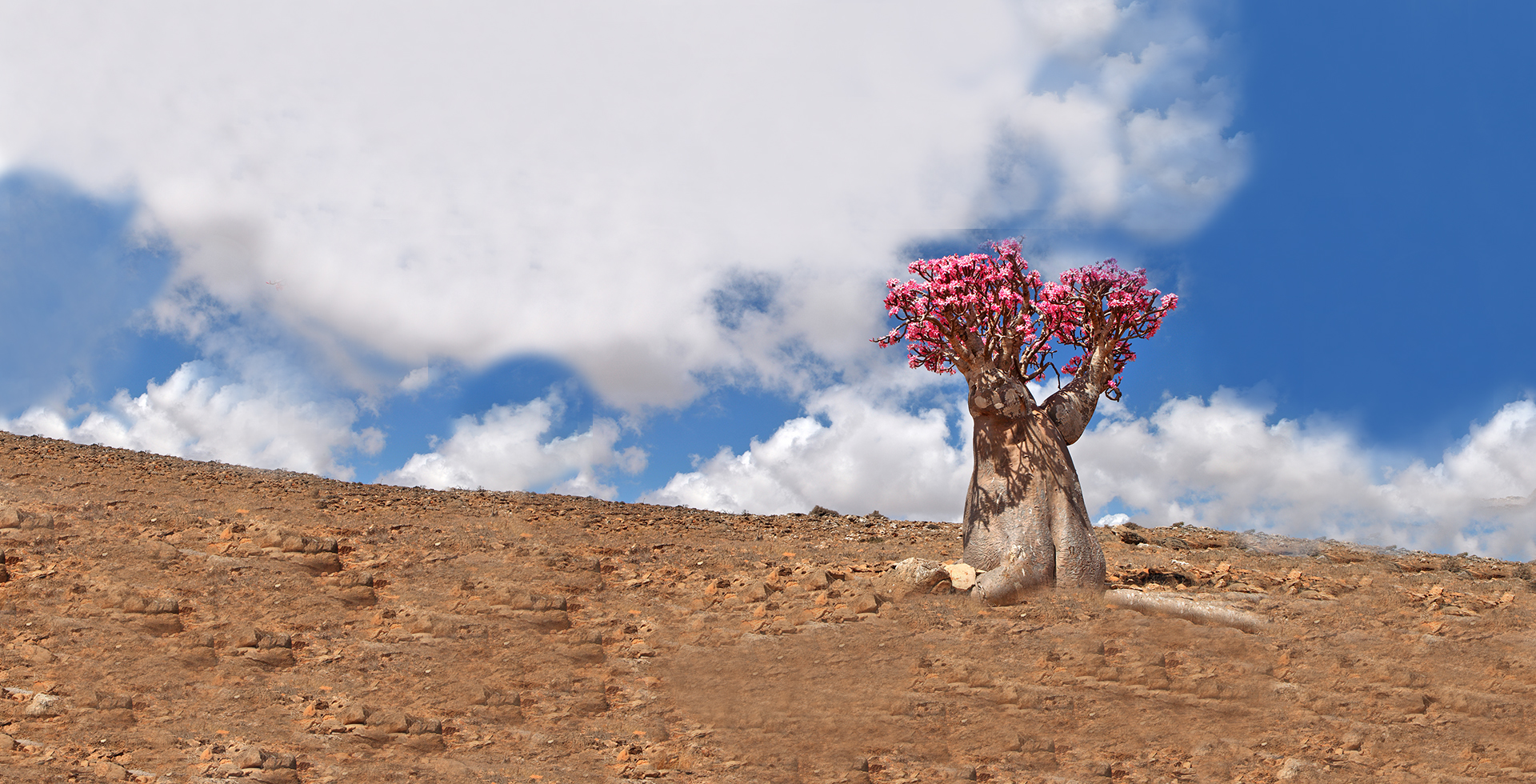 Flaschenbaum– AfricaGrow: Eine Kooperation öffentlicher und privater Partner