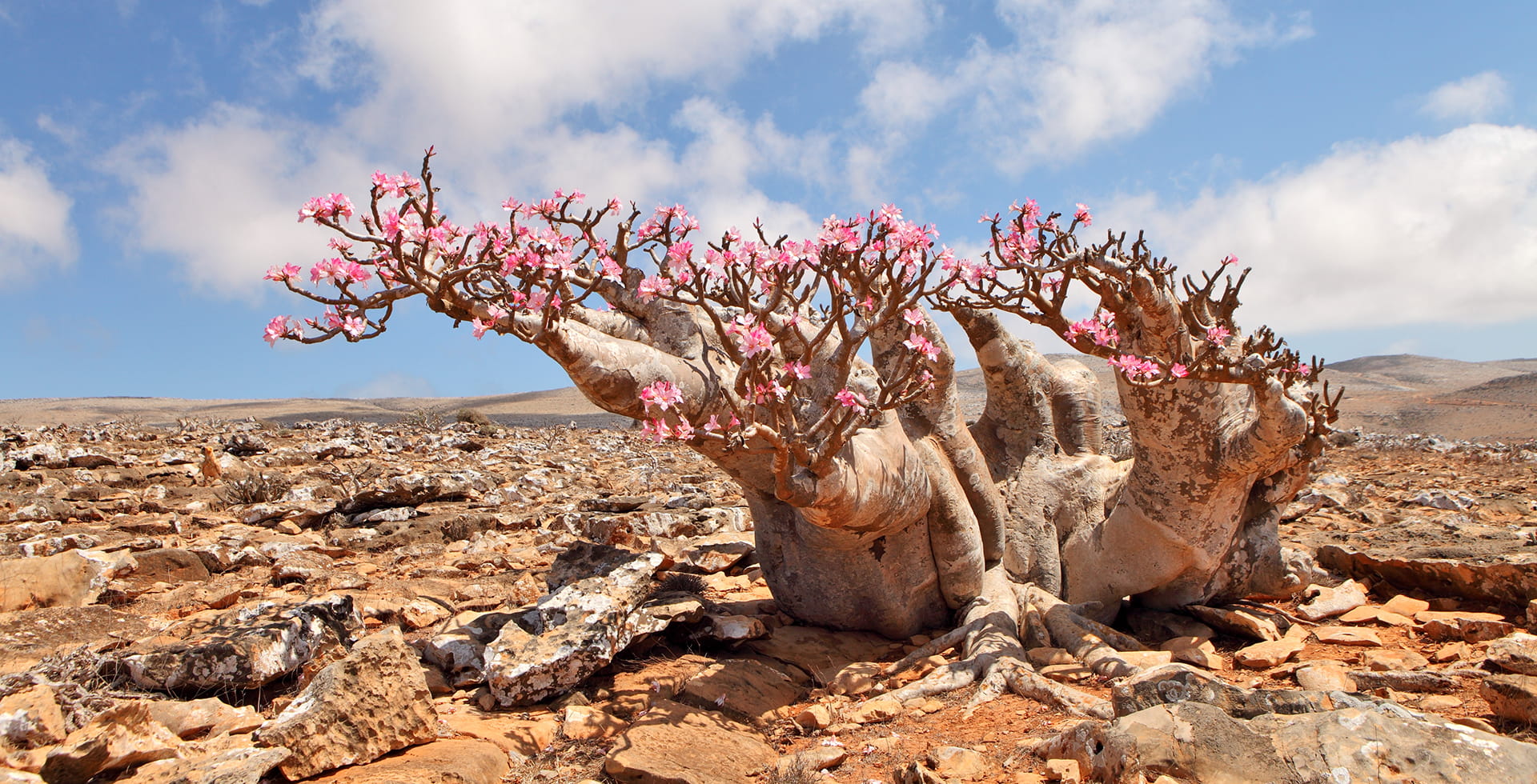 Bottle tree – AfricaGrow: supporting the African economy Bottle tree – AfricaGrow: Supporting the African economy